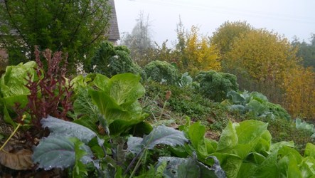 Herbstpflanzung auf dem Hügelbeet