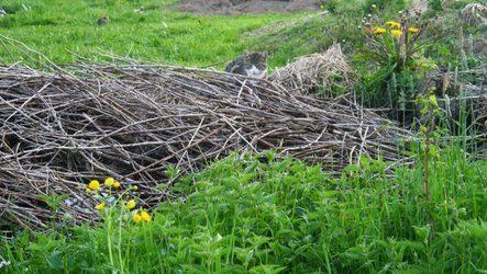 Biomasse für's nächste Hügelbeet