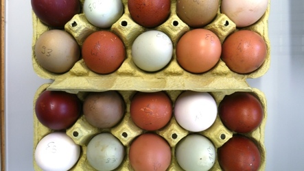 von der Natur gefärbte Eier