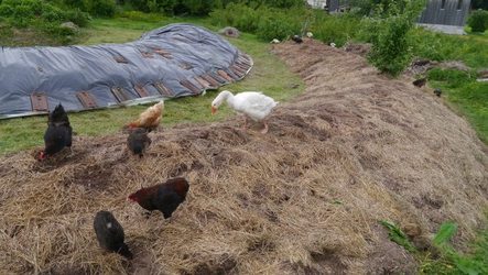 Hühnern und Gänsen schmeckt's