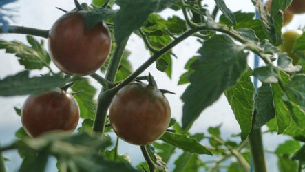 leckere Tomaten