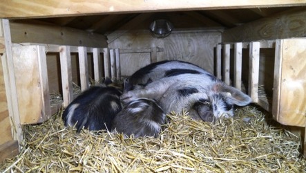 Mama Ulla mit Piggeldy und Frederik