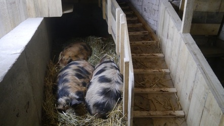 Kune Kune Schweine im neuen Stall