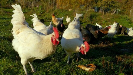 Bresse und Marans