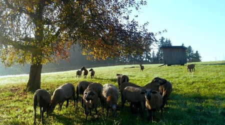 lecker Grün