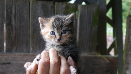 eine Hand voll Katze