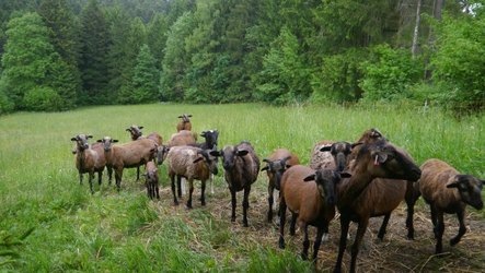 Kameruns auf der Sommerweide